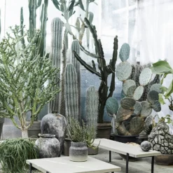 Muubs Echo Bonbonniere, 15 Cm -Koch Geheimnis Verkaufsgeschäft muubs echo bonbonniere 3